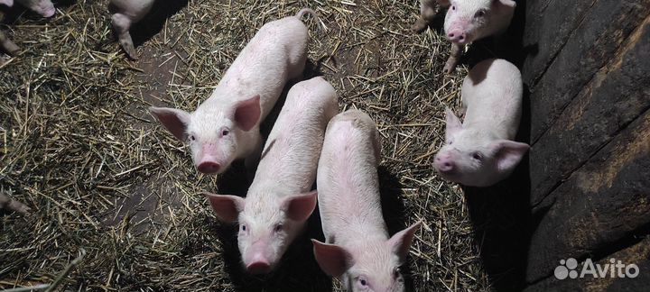 Корова поросята 10 октября исполнился месяц