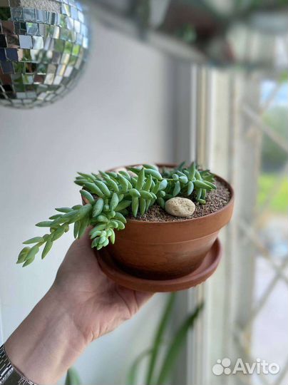 Очиток Моргана