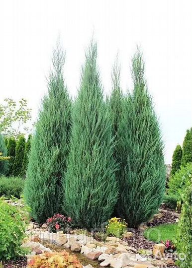 Туя Смарагд, можевельник, ели и многое другое