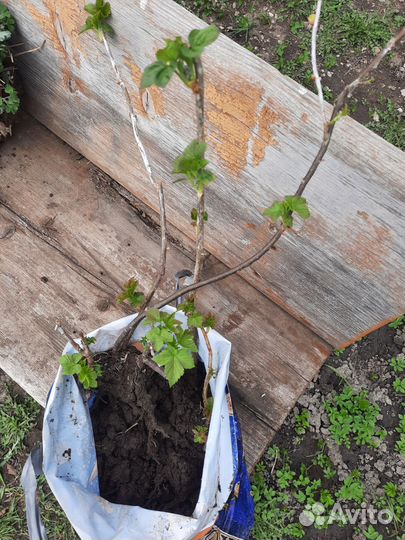 Смородина чёрная саженцы