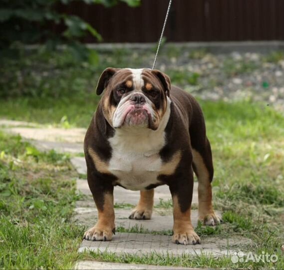 Английский бульдог Вязка + детки от него
