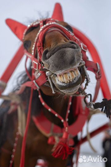 Сани деревянные, сбруя для лошади