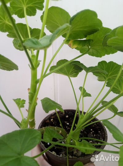 Герань пеларгония