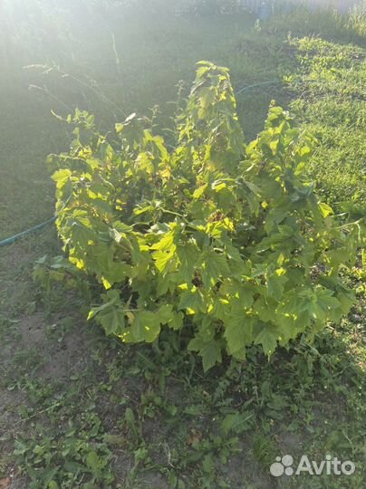 Куст черной смородины