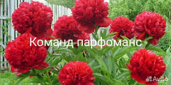 Пион Команд Перфоманс