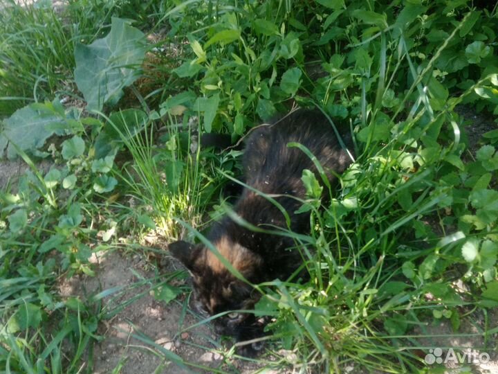 Котенок трехцветный