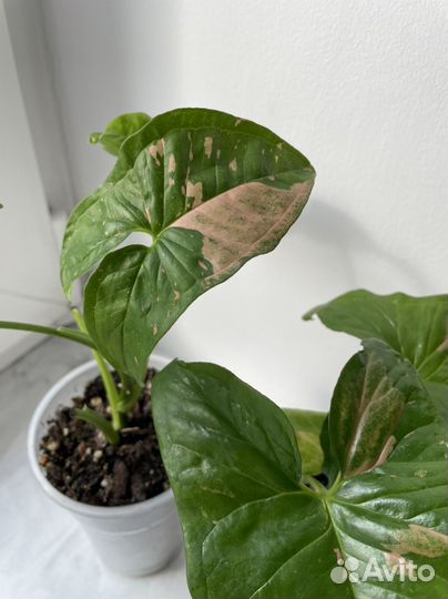 Сингониум пинк сплеш