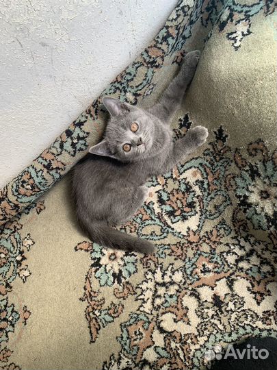 Британская