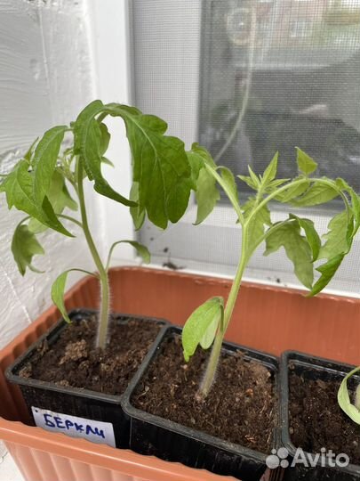 Рассада Томат Беркли Тай Дай Хаат
