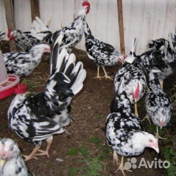 Брудер для цыплят