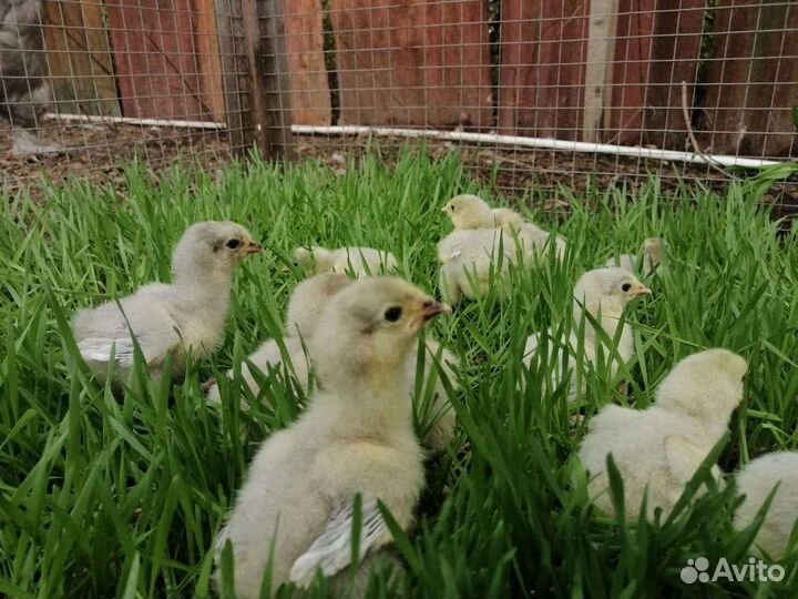 Цыплята породы Брама Лаванда