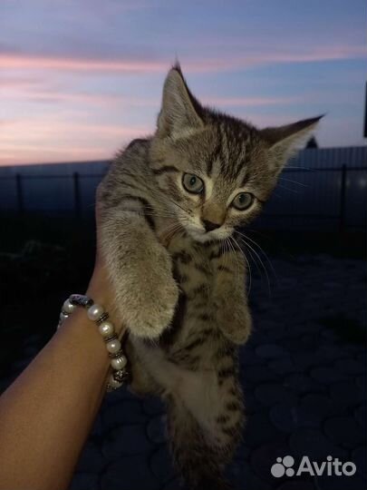 Кошка