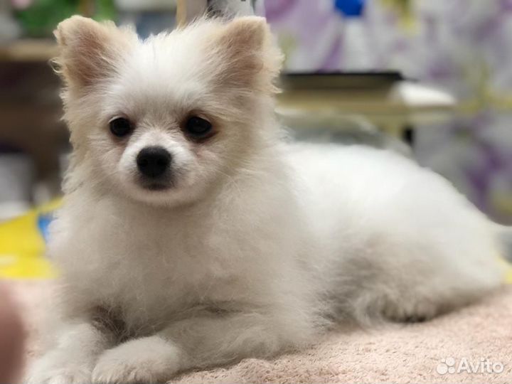 Померанский шпиц мини