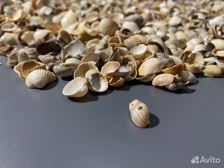 Морские ракушки с Азовского моря