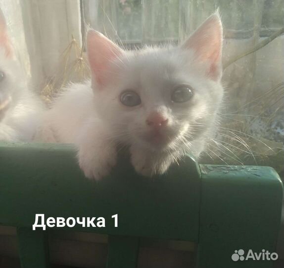 Кошка и котятв