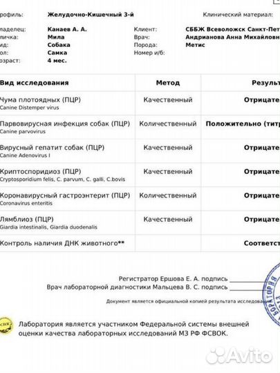 Восточноевропейская овчарка щенок девочка