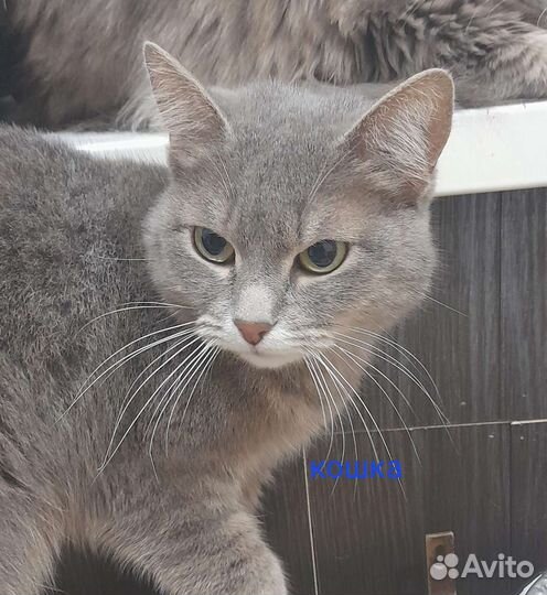 Котейки ищут дом