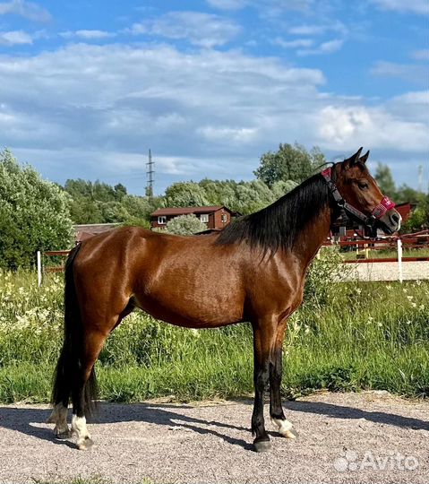 Уэльский пони