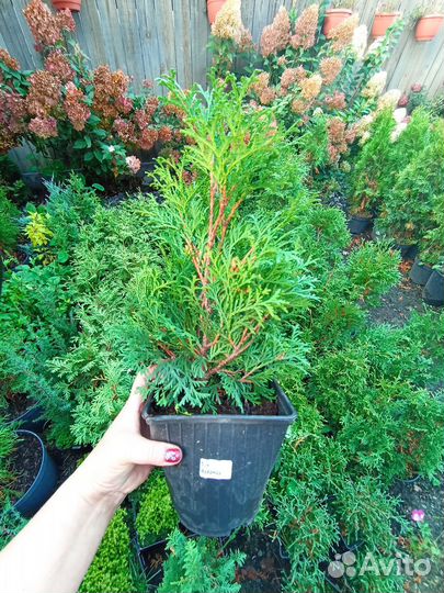 Туя разные сорта в наличии
