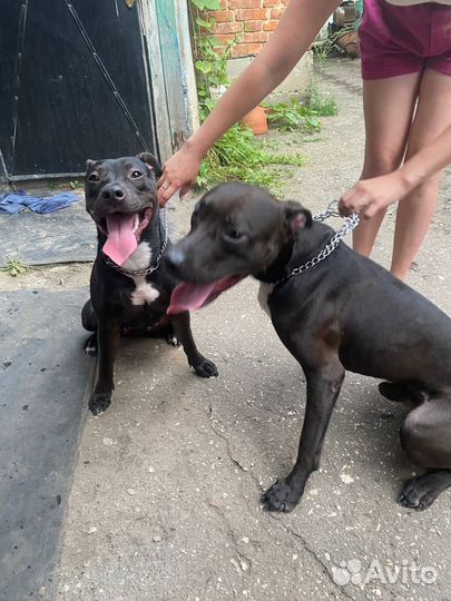 Питбуль вязка