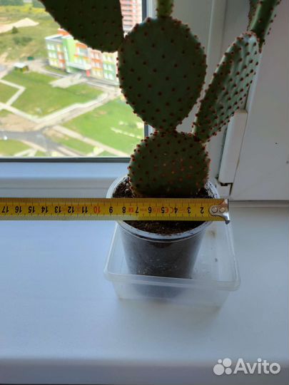 Кактус опунция