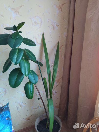 Фикус каучуконосный большой