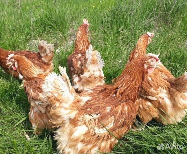 Курица несушка молодняк