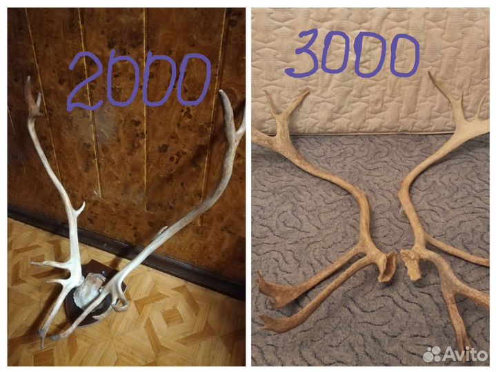 Рога оленя разные, шкурка Оленя и Норка