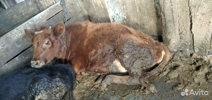 Бычок и телочка