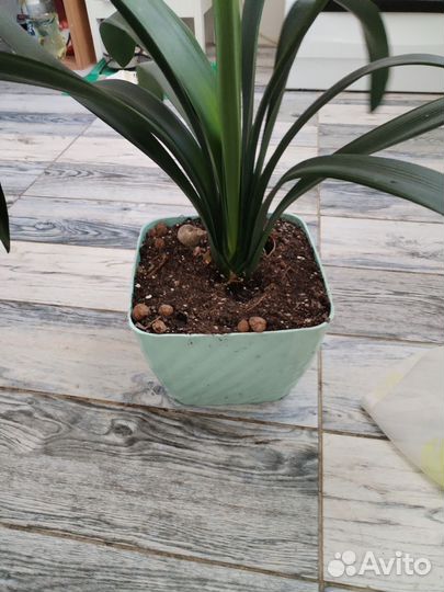 Комнатные цветы кливия