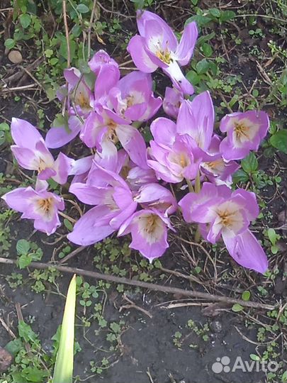 Луковицы безвременника