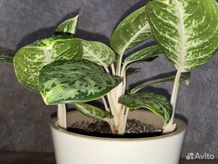 Аглаонема зеленое яблоко(green papuma)