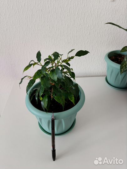 Комнатные цветы