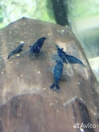 Креветки блю дрим