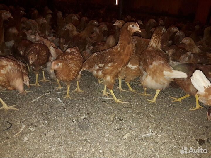 Куры несушки