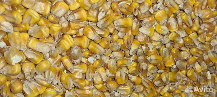 Пшеница, Ячмень, Кукуруза. Комбикорма. Отруби