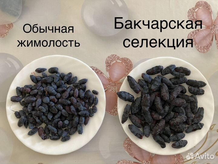 Саженцы Жимолости, огромные ягоды до 4 см