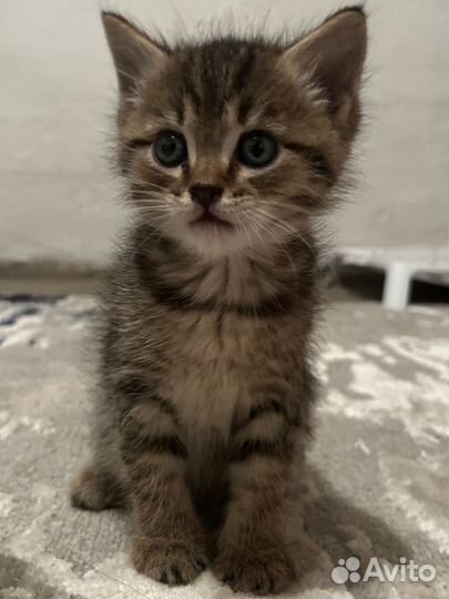Отдам котенка