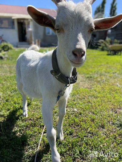 Козлячие козлы