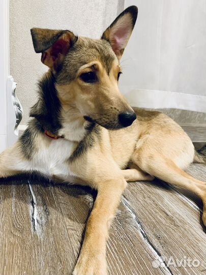 Собака в добрые руки