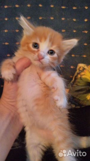 Котята в добрые руки бесплатно