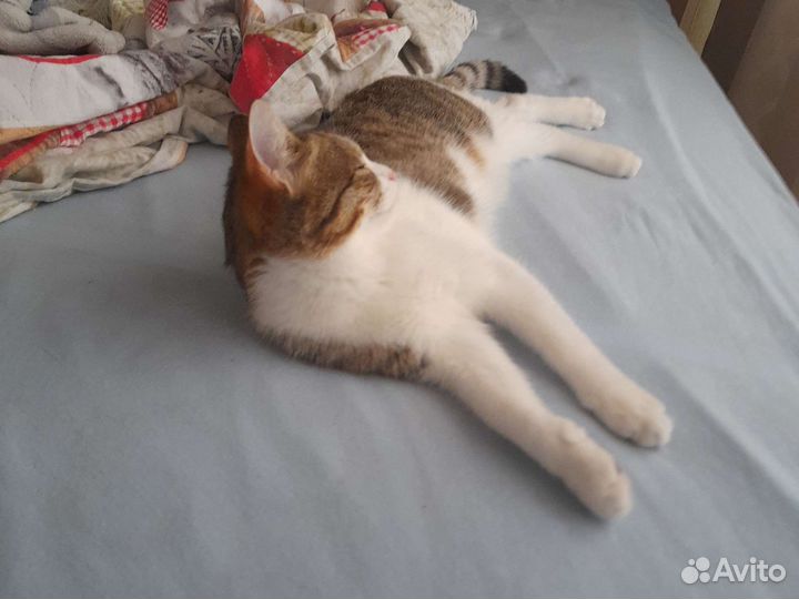 Кошка отдам в хорошие руки