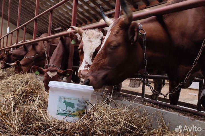 Премикс для крс после отела