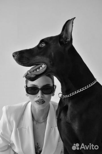 Доберман для фотосесси
