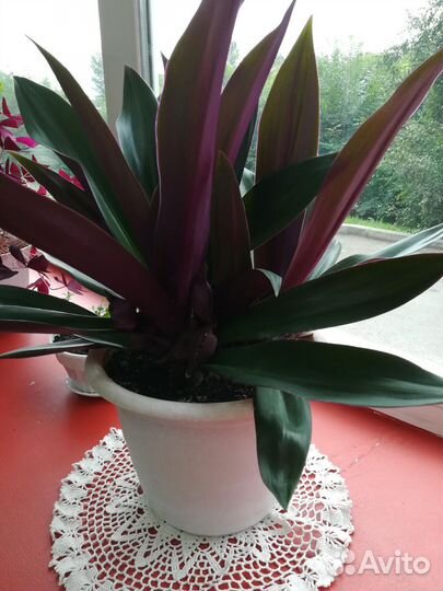 Традесканция Рео фиолетовая в горшке 0.3 л