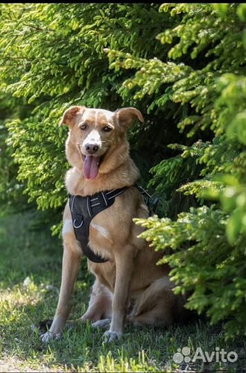 Собака Бэлла в добрые руки