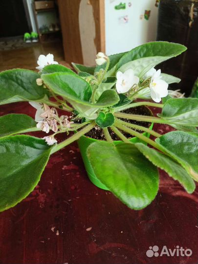 Эписция, фиалка, кактус