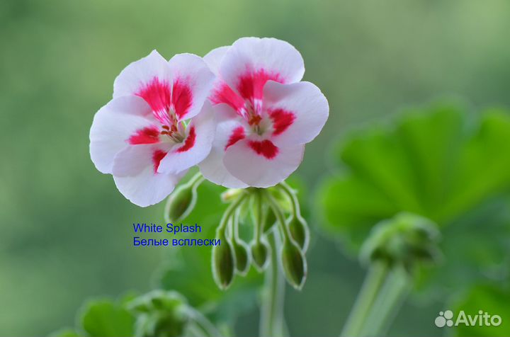 Пеларгония зональная цветущая