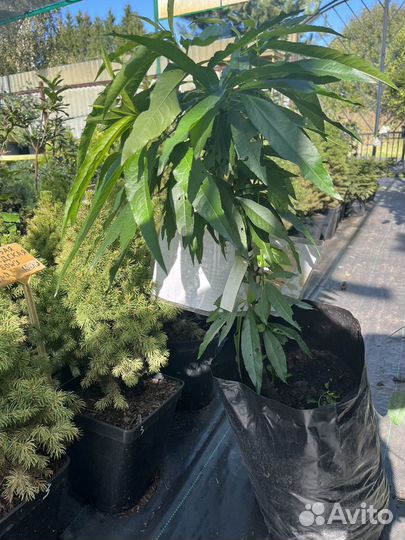 Персик колоновидный