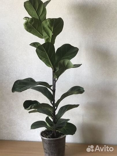 Фикус Лирата бамбино
